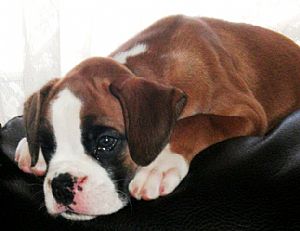 Boxer
