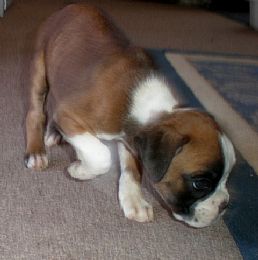Boxer