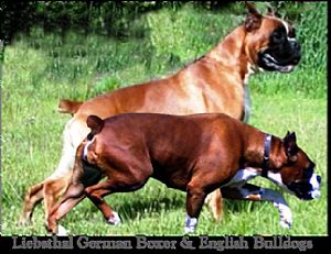 Boxer