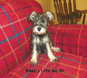 Miniature Schnauzer