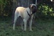 Mastiff