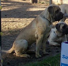 Mastiff