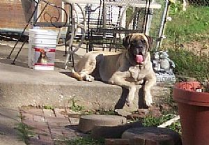 Mastiff