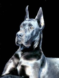 Niobrara Great Danes