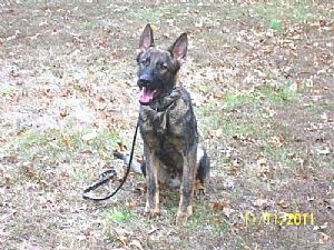 Evermore German Shepherds