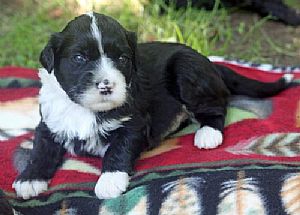 Portuguese Water Dog
