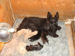 Scottish Terrier