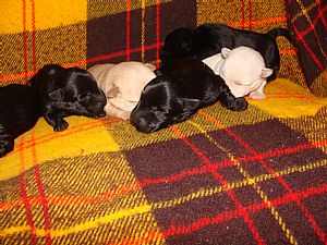 Emmett Valley Scottish Terriers