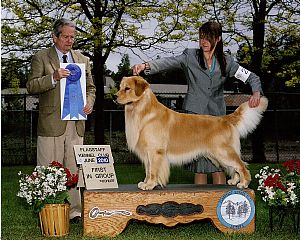 Golden Retriever