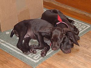 German Shorthaired Pointer