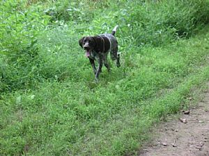 German Shorthaired Pointer Puppies