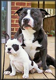 Staffordshire Bull Terrier