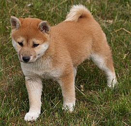 Shiba Inu
