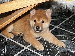 Spitfyre Shiba's