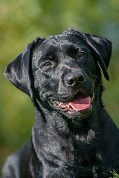 Neverest Labrador Retrievers