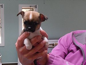 Chihuahua