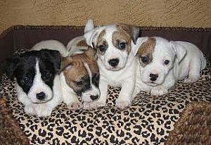 Jack Russell Terrier