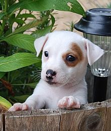 Jack Russell Terrier