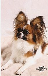 Papillon Puppies