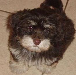 Havanese