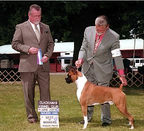 Boxer