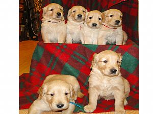 Misty Maples Golden Kennels