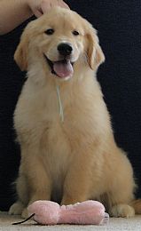 Misty Maples Golden Kennels