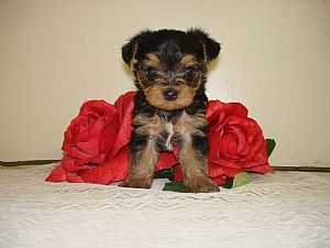 Yorkshire Terrier
