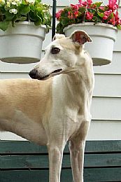 Whippet
