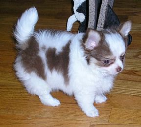 Chihuahua