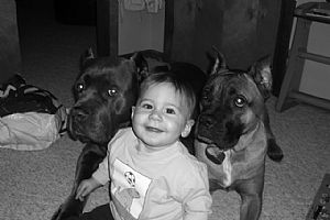 Cane Corso