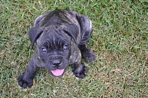 PBK Cane Corso