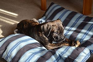 Cane Corso