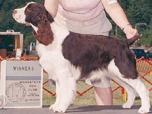 English Springer Spaniel