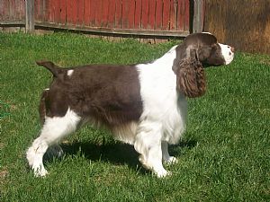 Soaring Springer's /Puppies  /occaisonal Rescue's 