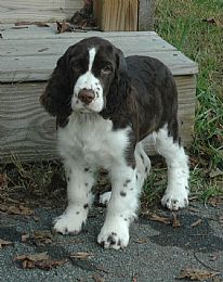 Soaring Springer's /Puppies  /occaisonal Rescue's 