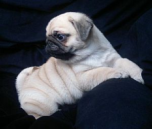 Pug