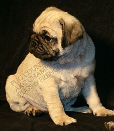 Pug & French Bulldog Country Club