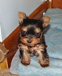 Yorkshire Terrier