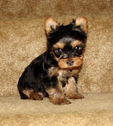 Yorkshire Terrier