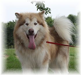Alaskan Malamute