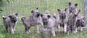 Norwegian Elkhound