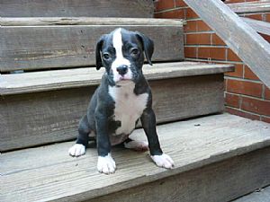Boxer