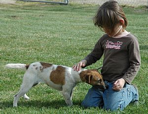 Jack Russell Terrier