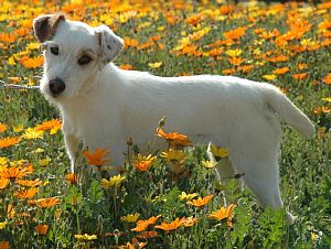 Jack Russell Terrier