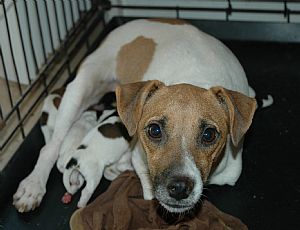 Jack Russell Terrier