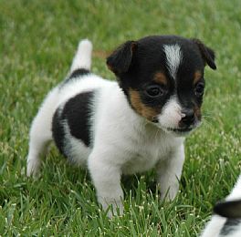 Jack Russell Terrier
