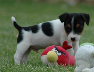 Jack Russell Terrier
