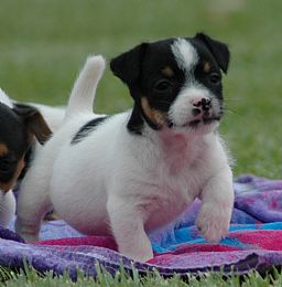 Jack Russell Terrier