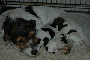 Jack Russell Terrier